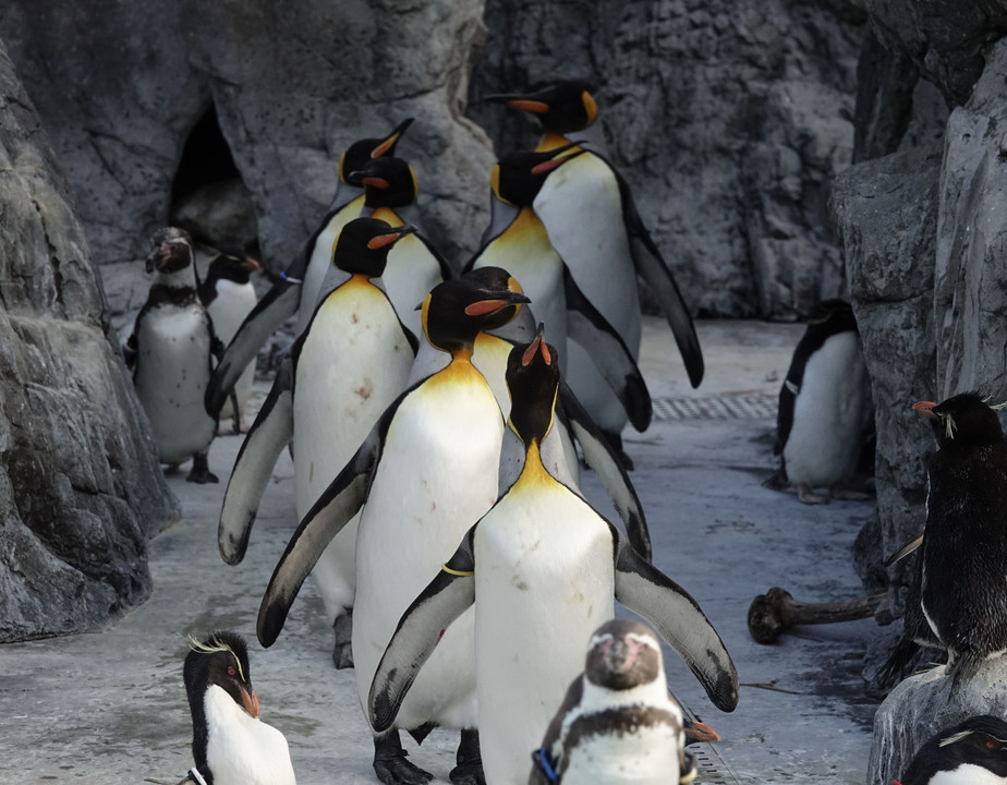 「オウサマペンギン」の大名行列