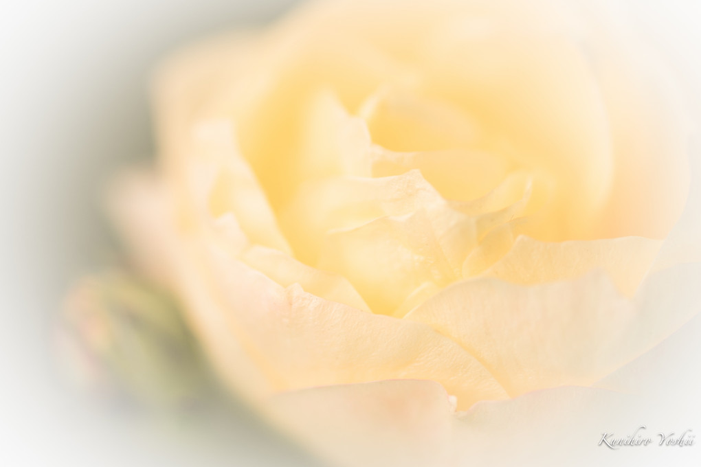 １月の黄色いバラ