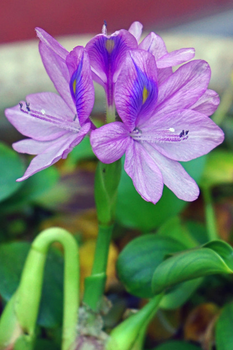 奥ゆかしい紫花