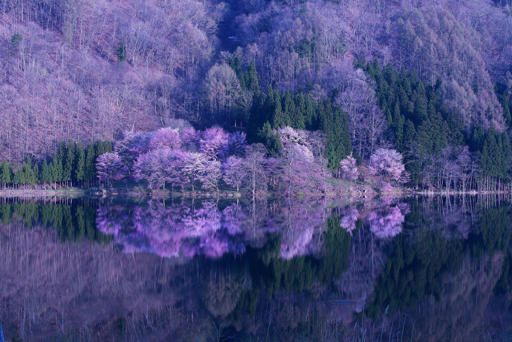 目覚めの山桜