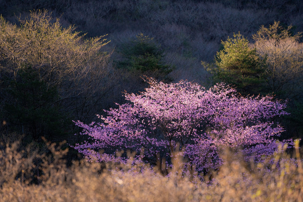 湿原の山桜