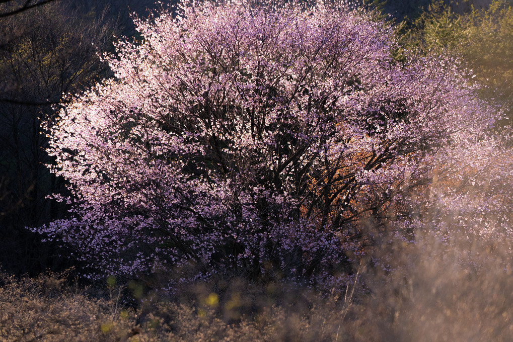 湿原の山桜