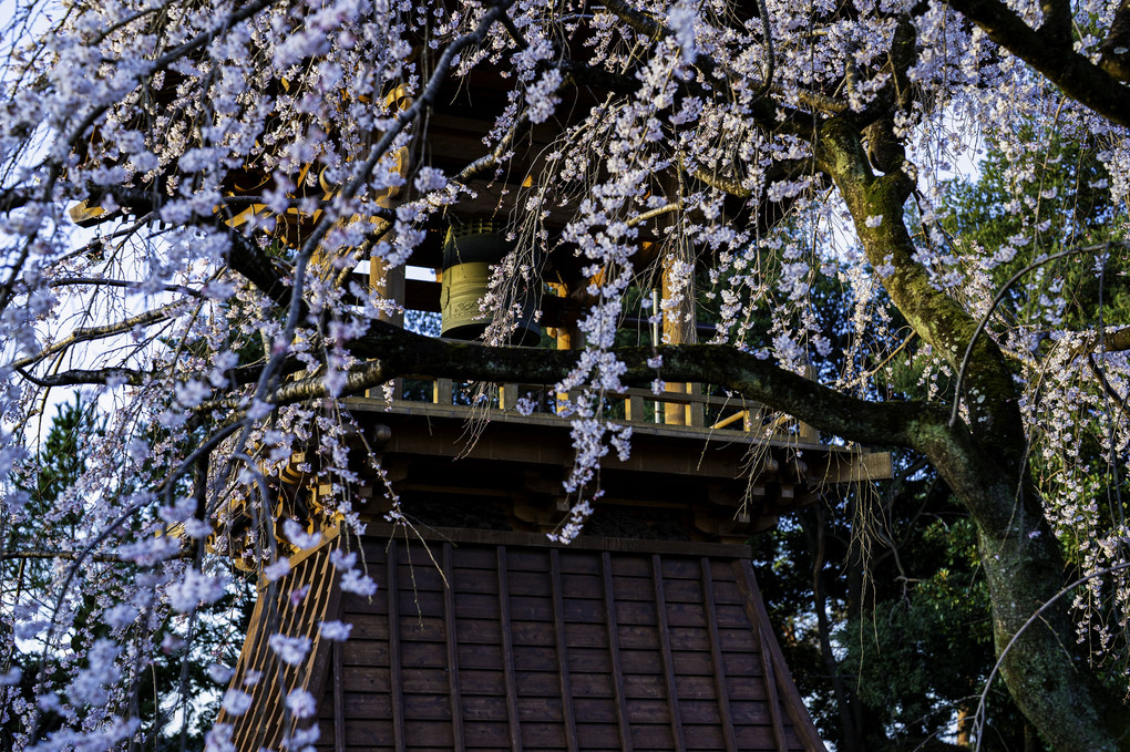 寺院の桜