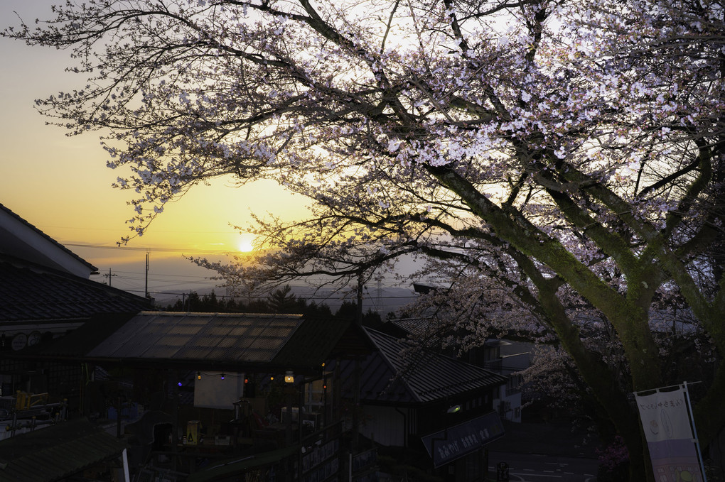 神社の枝垂れ桜