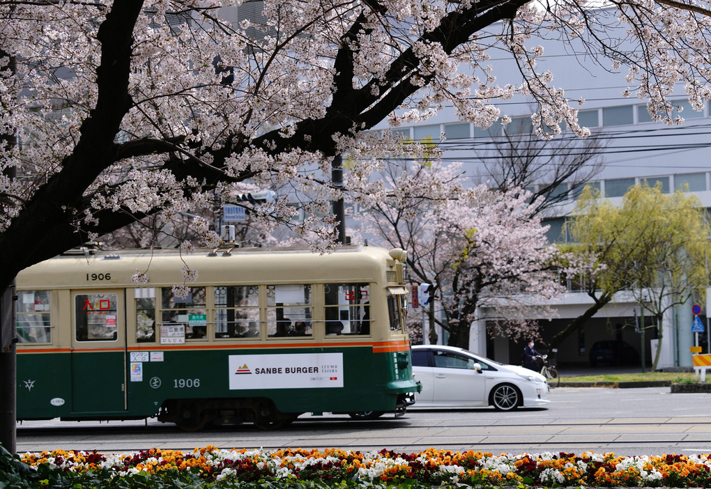 桜トラムに乗って　#カレンダー2024
