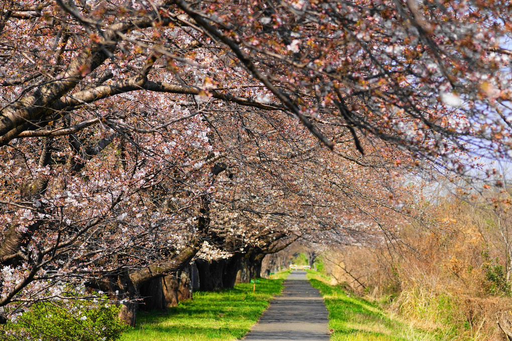 桜の遊歩道！（五分咲き）