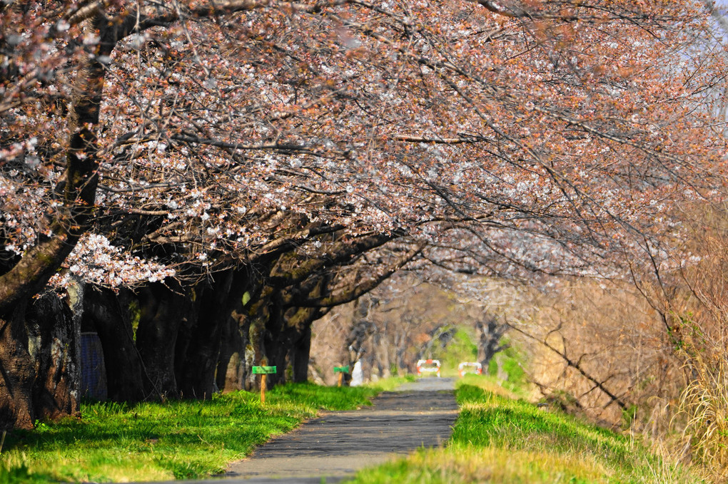 桜の遊歩道！（五分咲き）