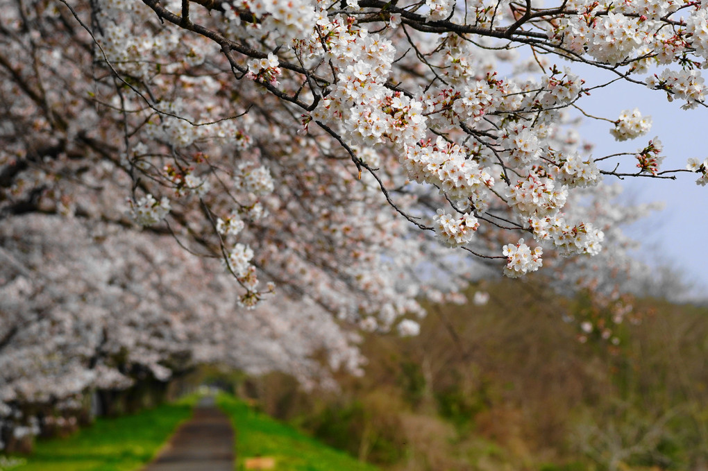 桜の遊歩道！！