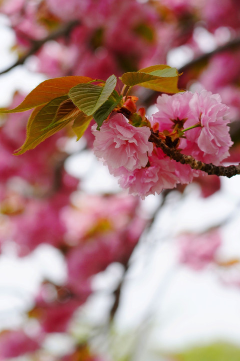 八重桜！！