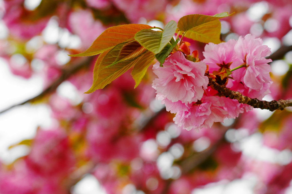 八重桜！！