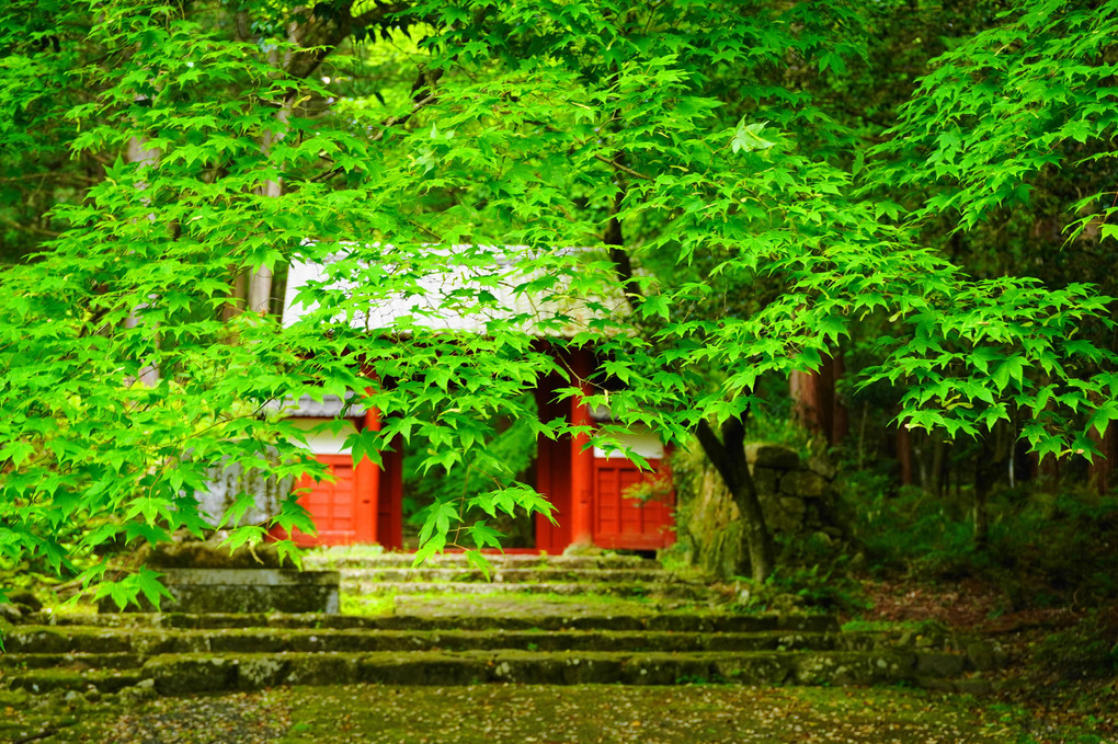 新緑に包まれた山門！：百済寺