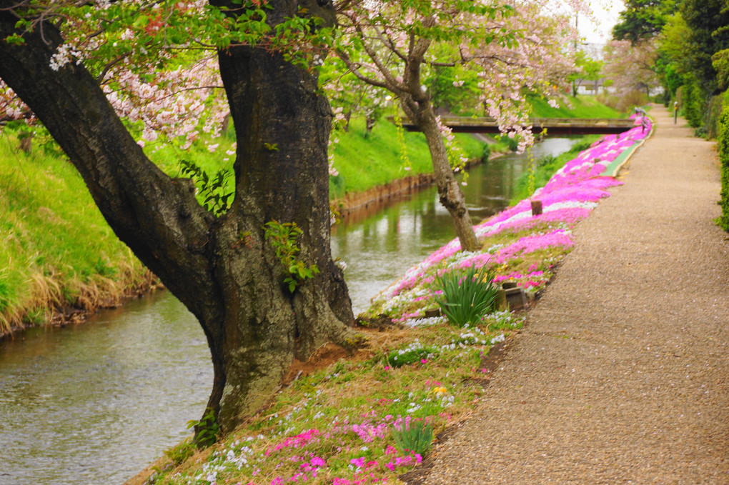 芝桜！：渋田川