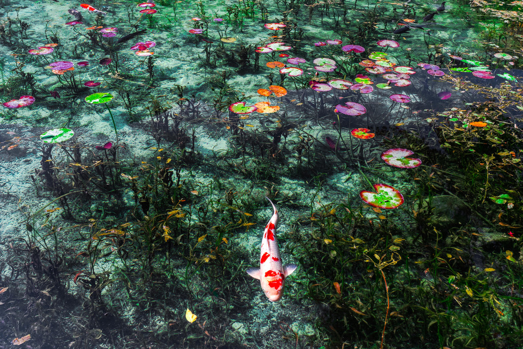 L'étang de Monet（モネの池）