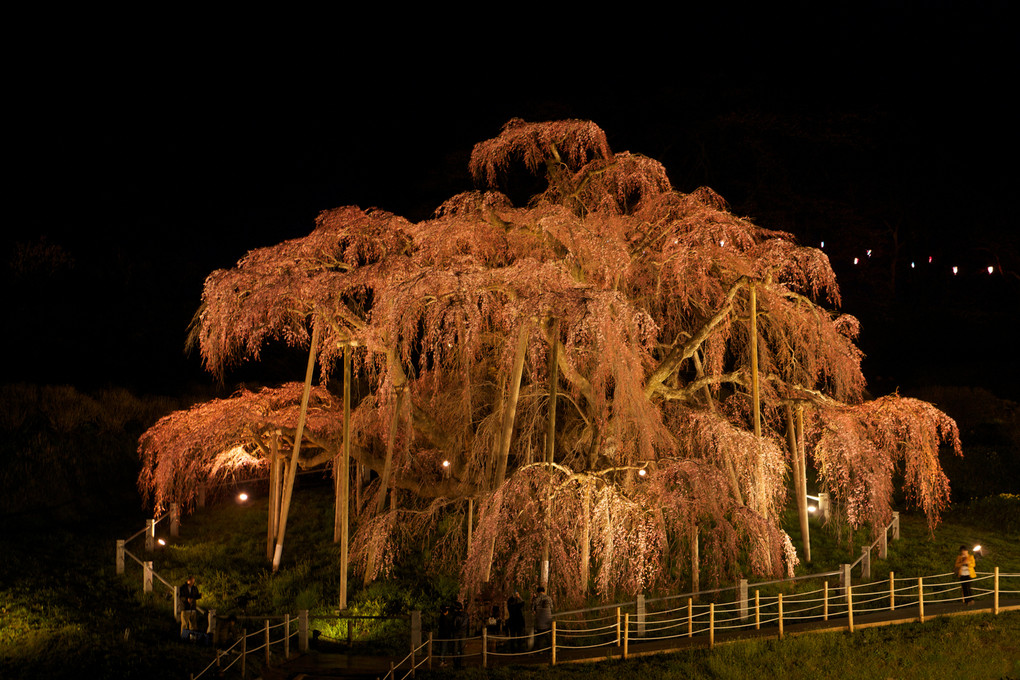 夜の滝桜２