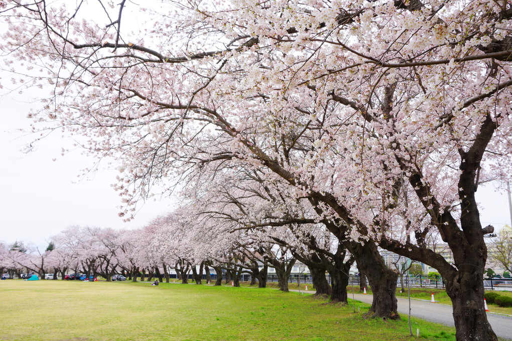 桜のある風景　三つのフレーミングで