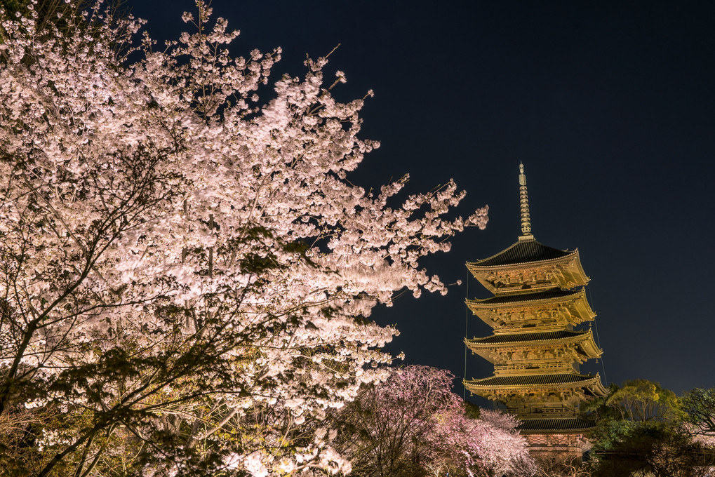 夜桜と東寺