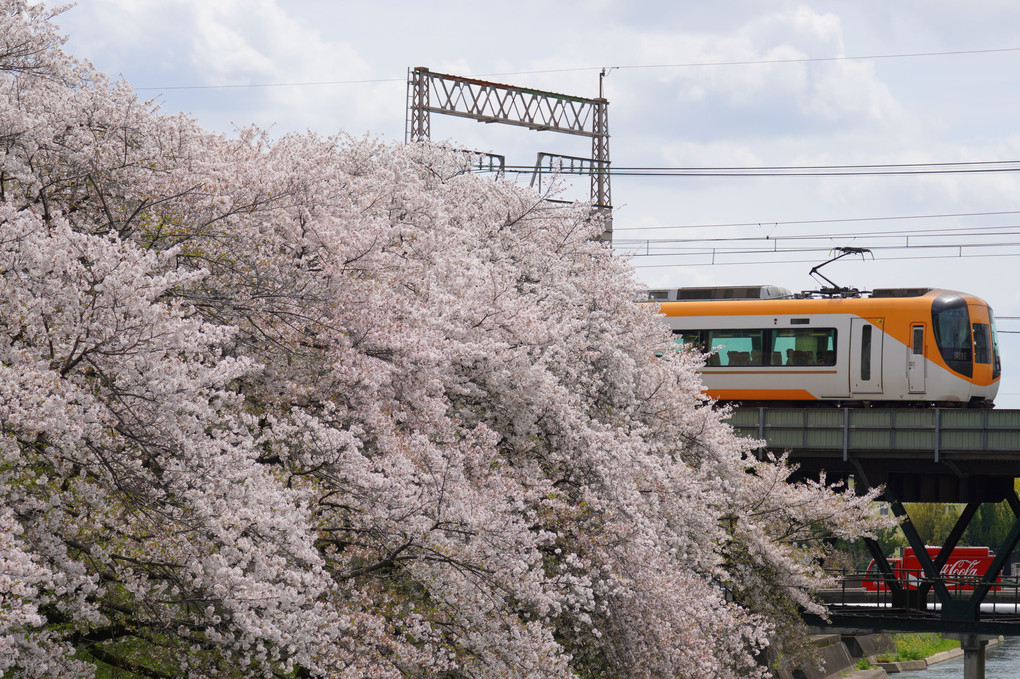 桜と列車とコカ・コーラ
