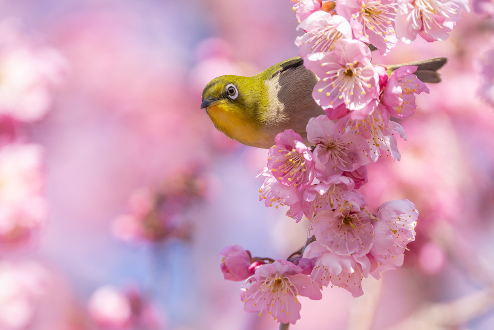 桜#メジロ#