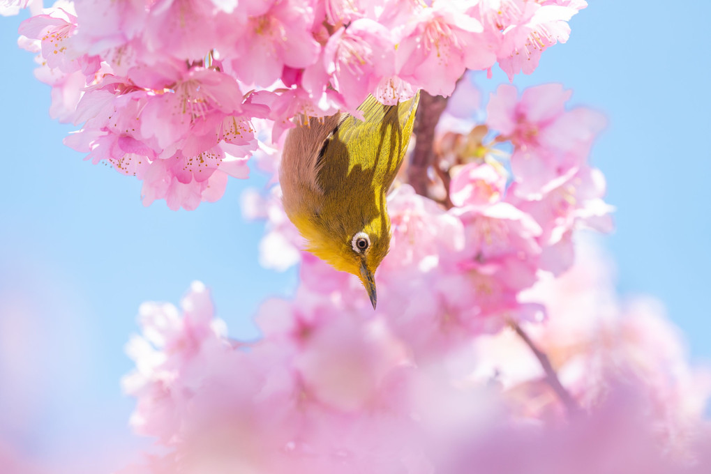 桜#メジロ#
