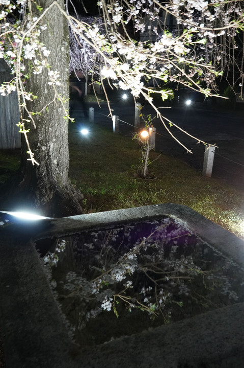 妙満寺のライトアップ