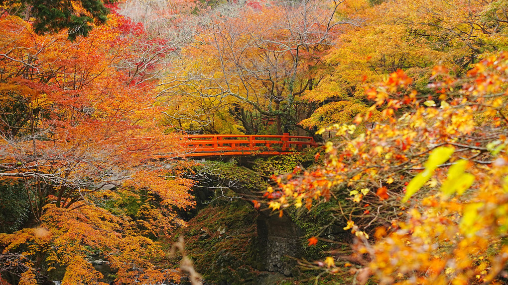 西明寺参道の橋と紅葉