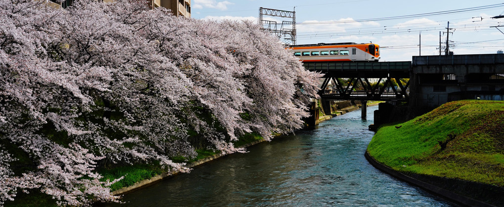 近鉄伏見駅ら辺を通過する特急と桜