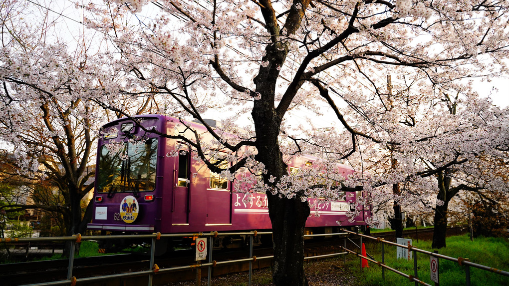 京福電鉄　桜のトンネル