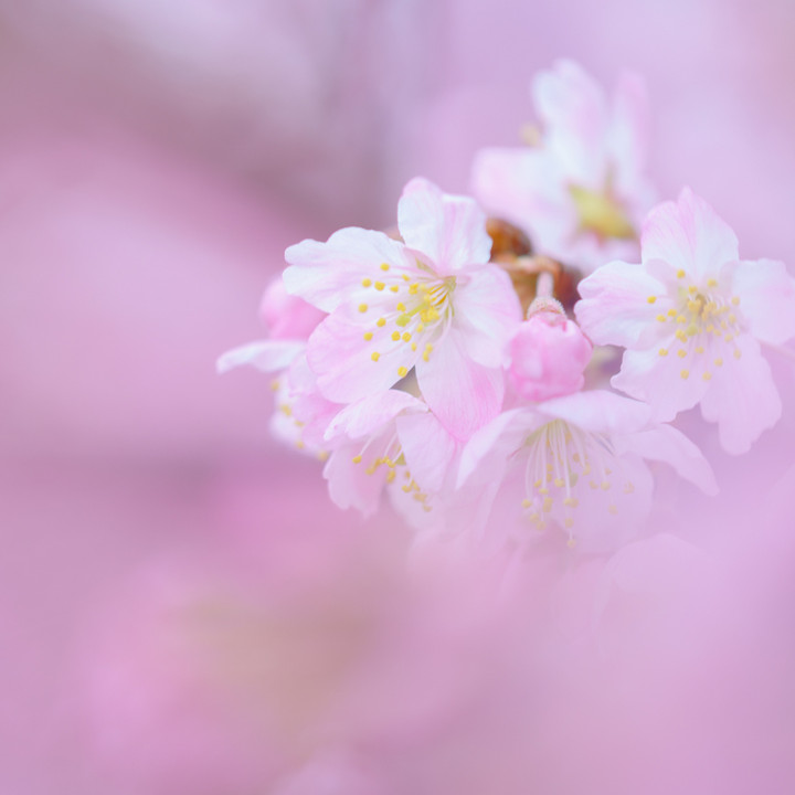 春色桜