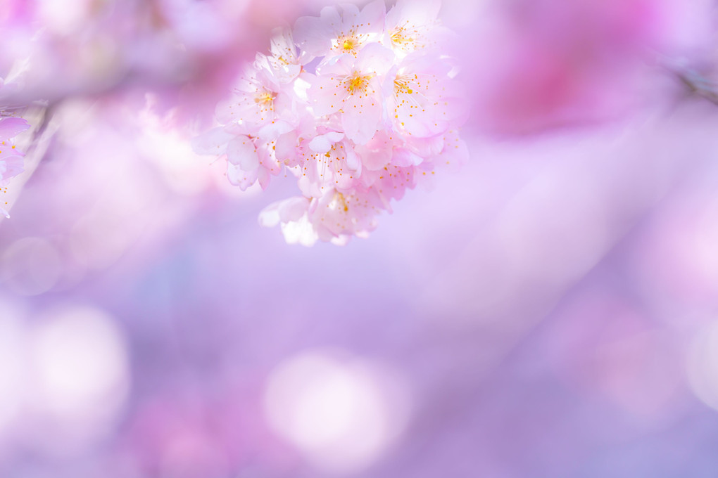 春色春めき桜