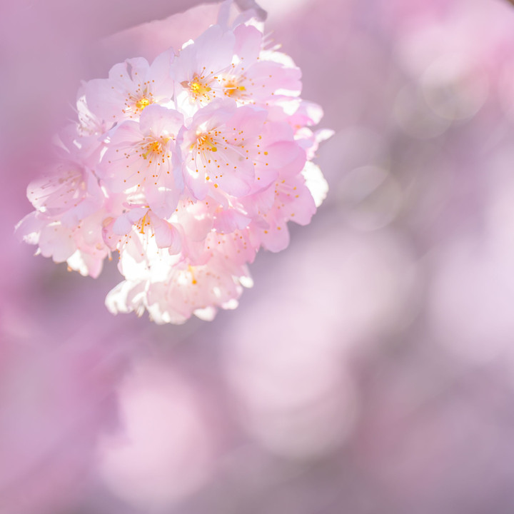 春色春めき桜