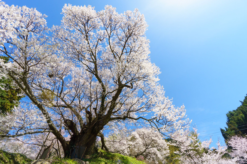 桜の巨樹