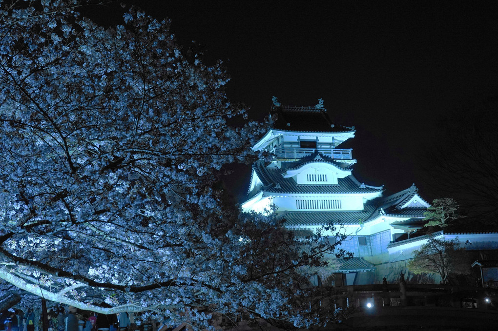 小山城　夜桜