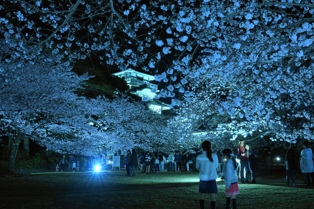 小山城　夜桜