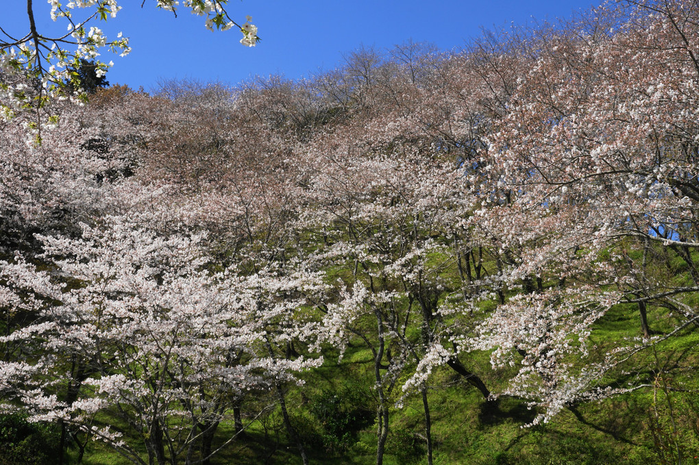 藤枝　金毘羅山の桜