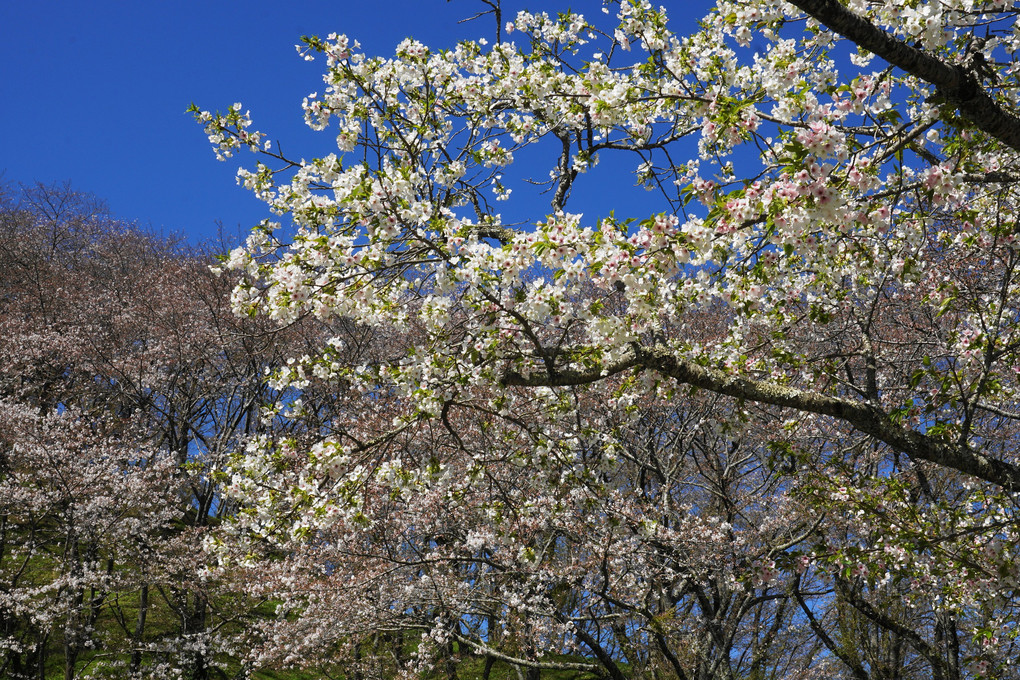 藤枝　金毘羅山の桜