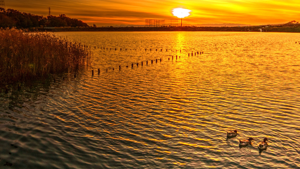 鴨と夕日