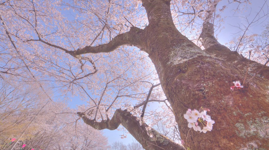 大樹の桜