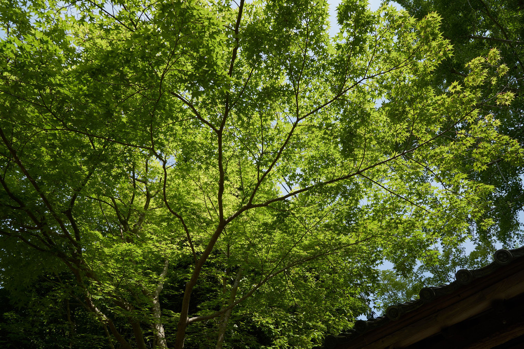 新緑の京都・八瀬巡り