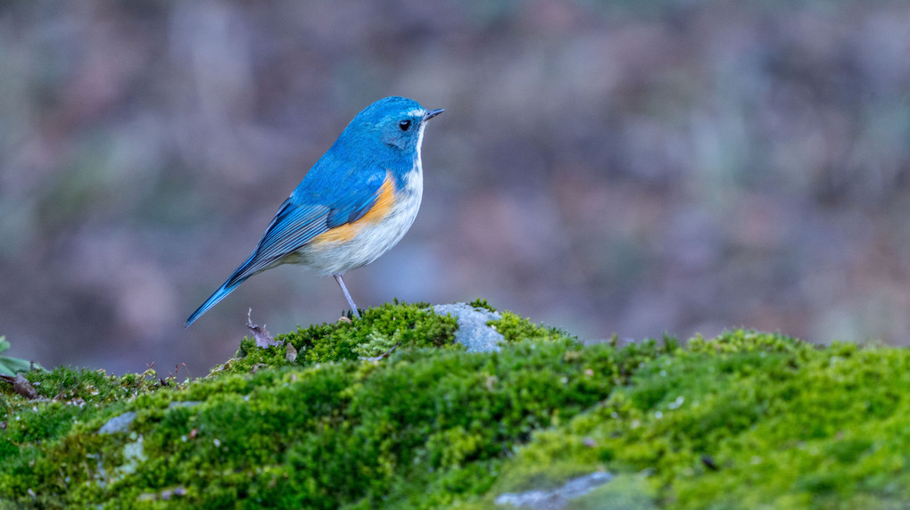#ルリビタキ#「幸せの青い鳥５態♪」