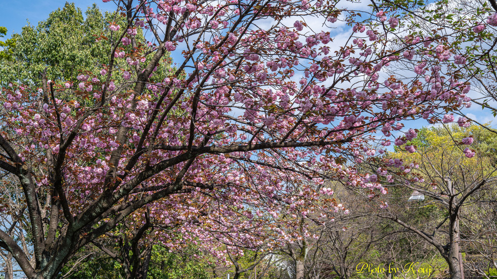 α体験会「桜色を撮る」part2　～背景で“望遠桜”を楽しむ～  その４