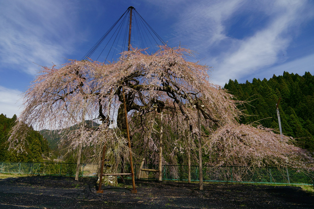 奥三河の一本桜