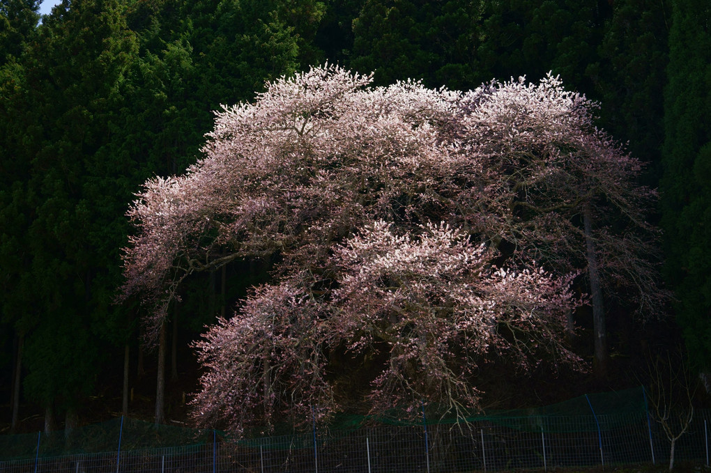 奥三河の一本桜
