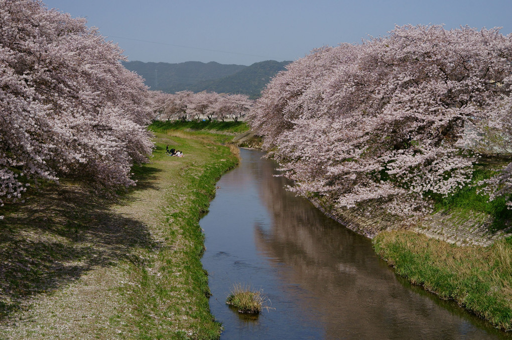 音羽川の桜