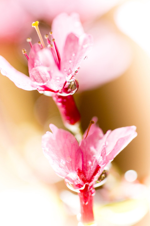 春の花滴