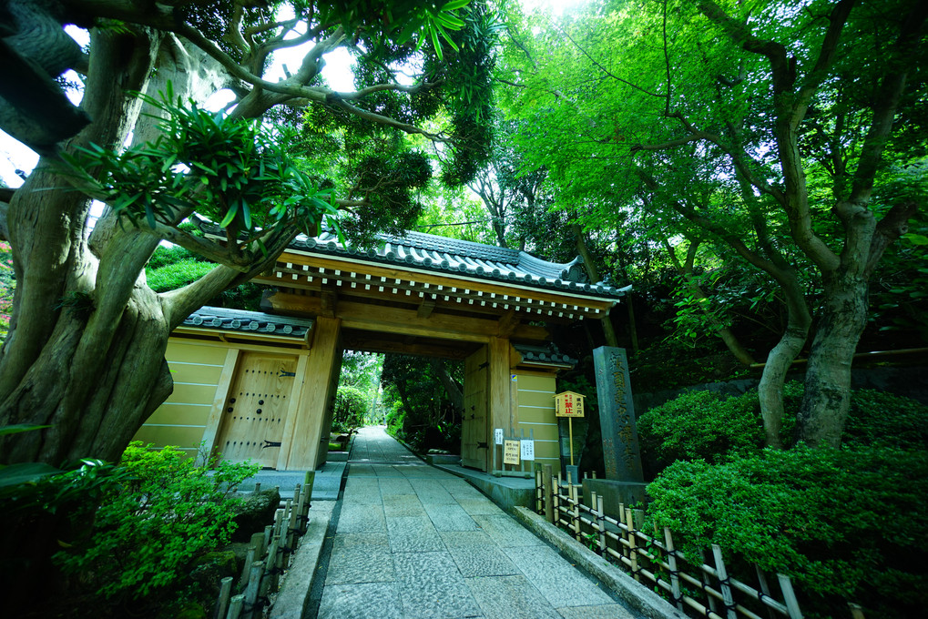 Summer Temple in KAMAKURA