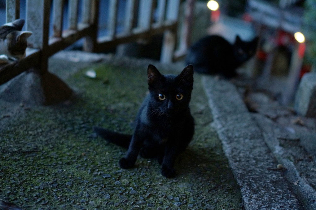 黒猫現る！