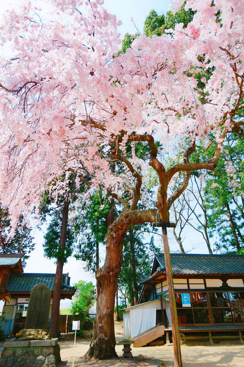 三島八幡神社の紅しだれ桜