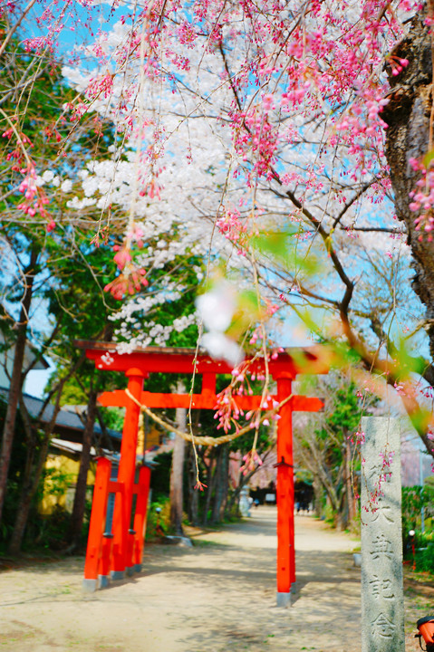 三島八幡神社の紅しだれ桜
