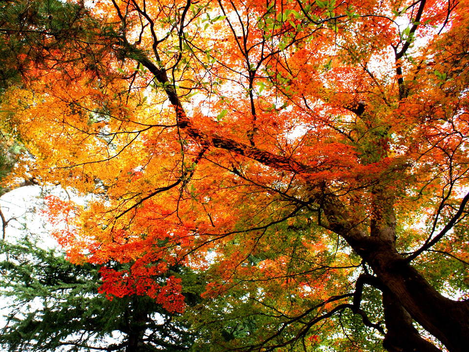 Autumn leaves of transparent beauty Part 1
