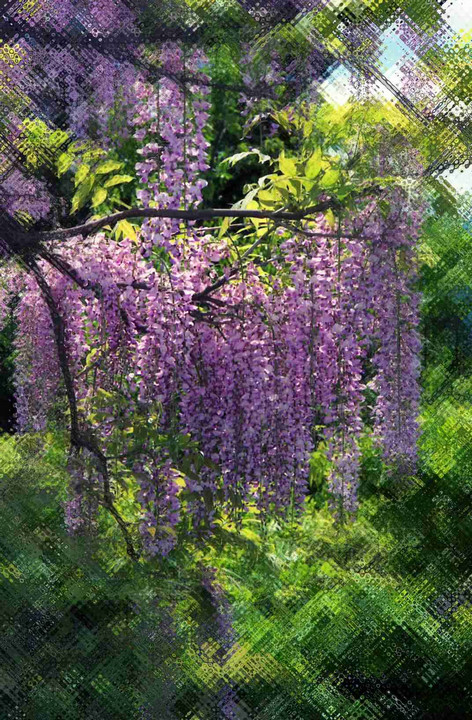 藤の花 四景 綺麗やな 8マンさん Acafe Aの写真投稿サイト ソニー 藤の花 四景 綺麗やな 8マンさん Acafe Aの写真投稿サイト ソニー